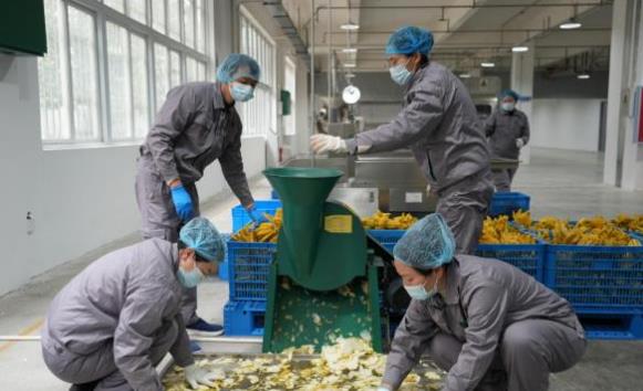 苍溪县中药材产业链加速成型